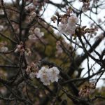 サクラが開花しましたよ