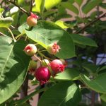 鳥に負けるな！ジューンベリーの収穫