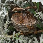 アシナガバチに刺されました